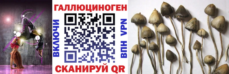 Галлюциногенные грибы Cubensis Алупка
